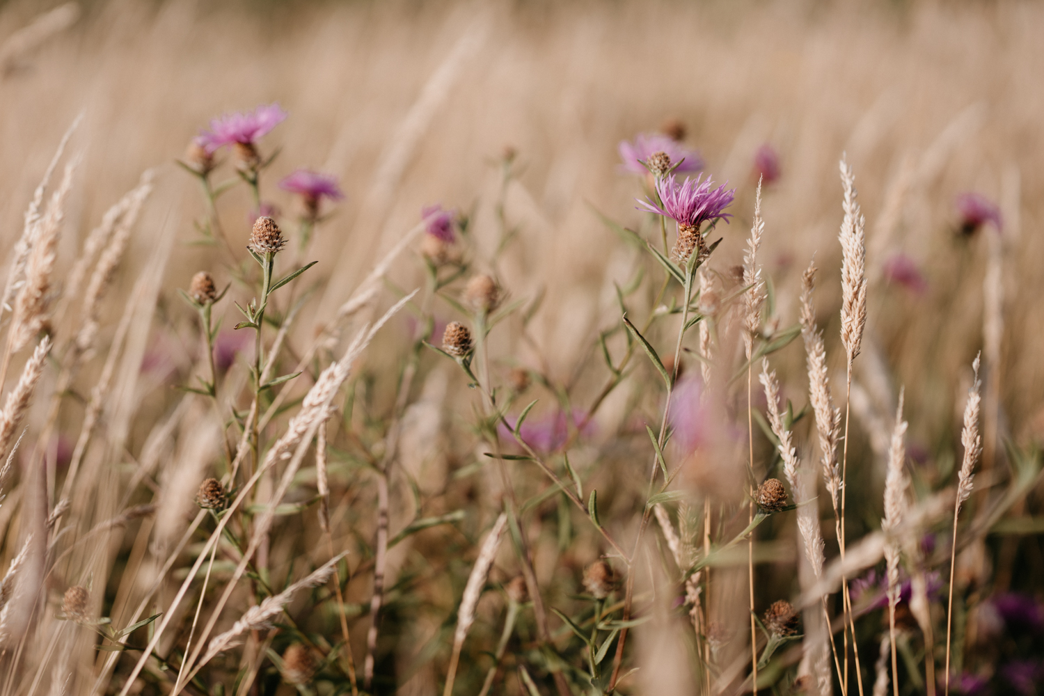 Photographe Mariage Elopement Finistere Sud Ouest