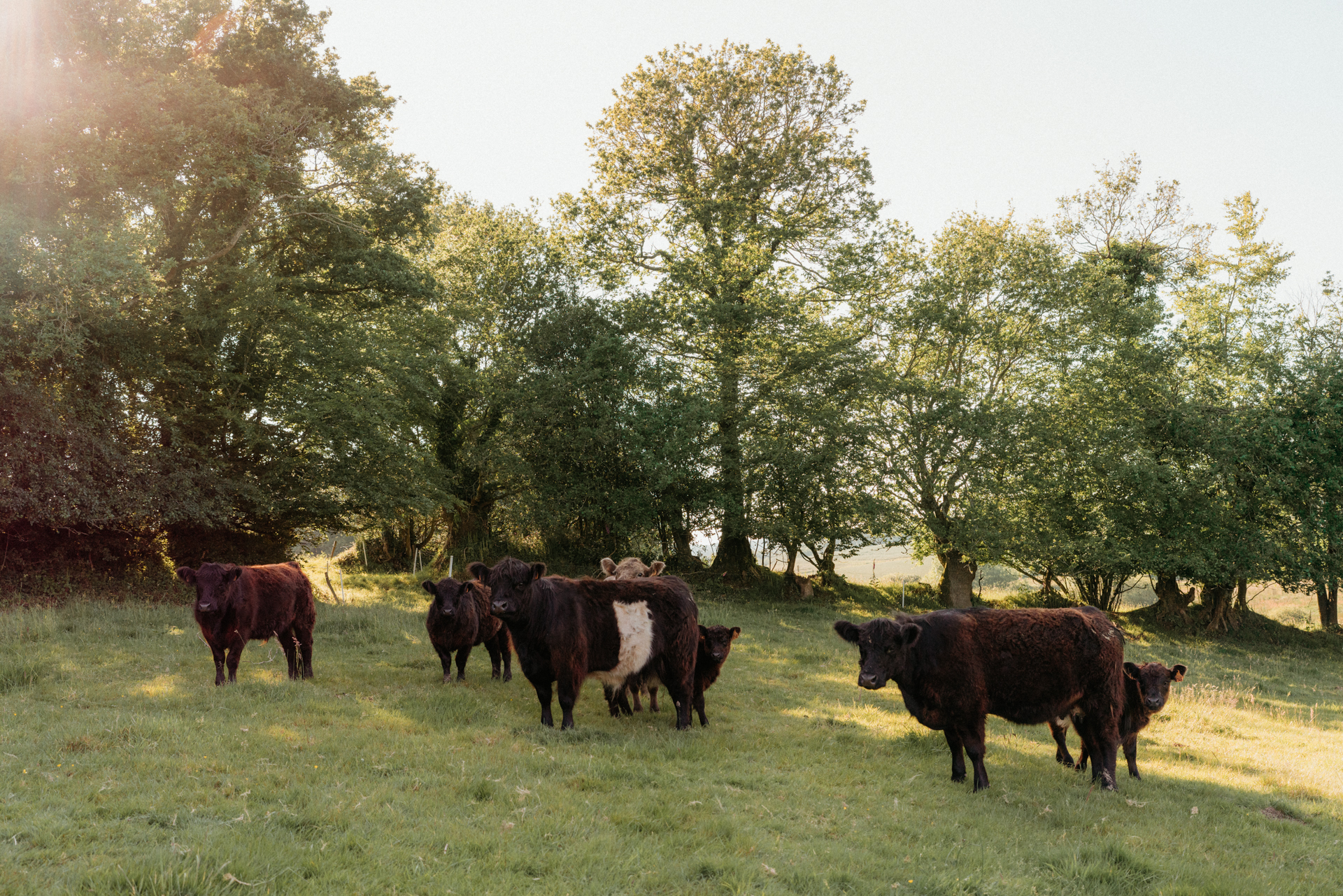 Photographe lifestyle famille campagne Finistère Bretagne